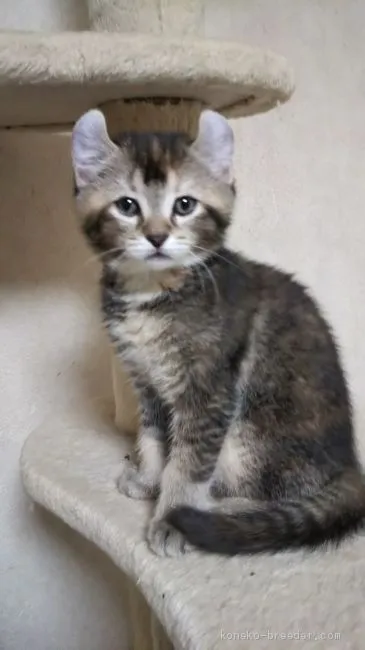 ID：2002-01128の子猫
