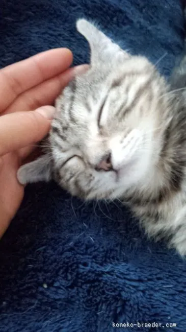 ID:1512-00296の子猫