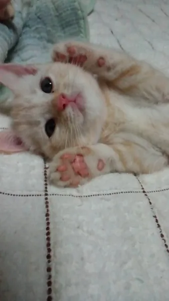 ID：1210-00150の子猫