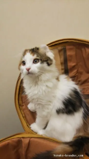 ID：1912-00877の子猫