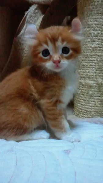 ID:1210-00118の子猫