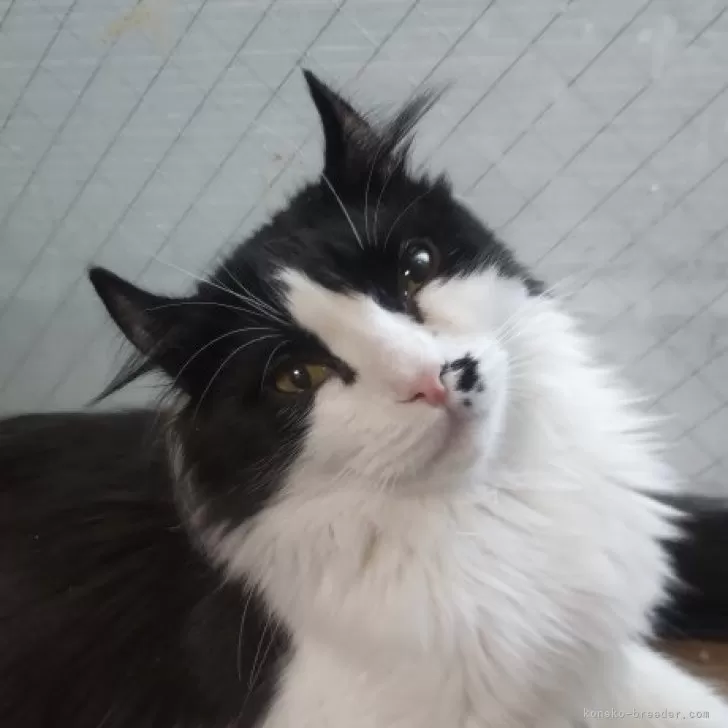 ID：2307-03208の子猫