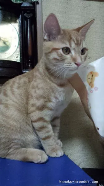 ID：1509-00396の子猫