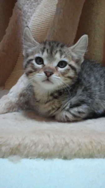 円谷 様のお迎えした子猫