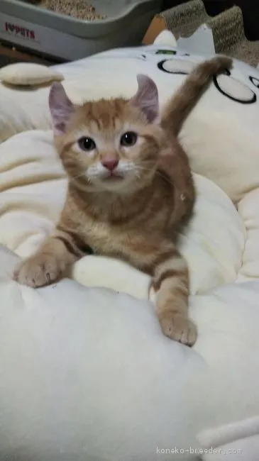 ID：2011-01202の子猫
