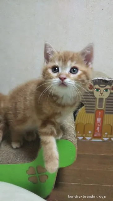 ID：2012-00742の子猫