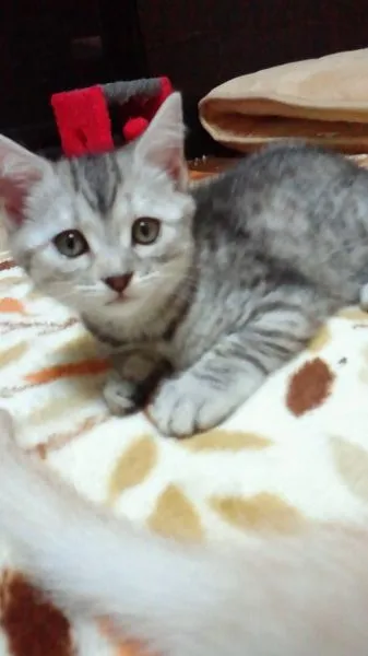 ID：1505-00034の子猫