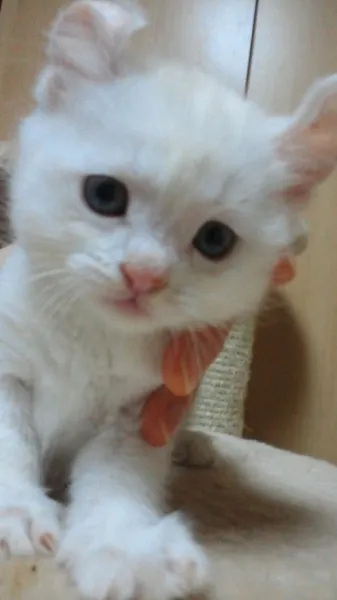 mｋ 様のお迎えした子猫