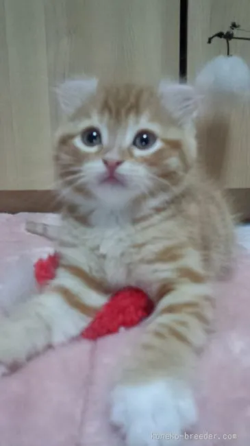 ID：1602-00302の子猫