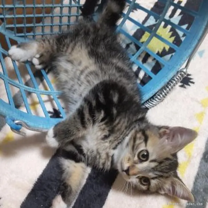 ID:2206-02254の子猫