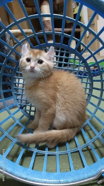 ID：2112-00290の子猫