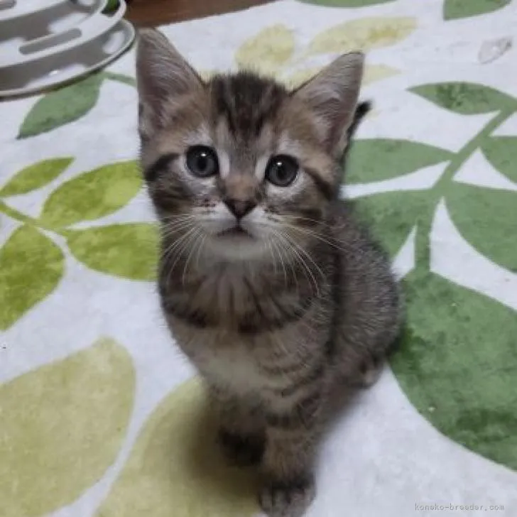 じゅんごろー 様のお迎えした子猫