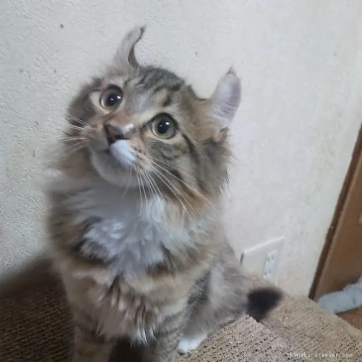 ID：2308-03291の子猫