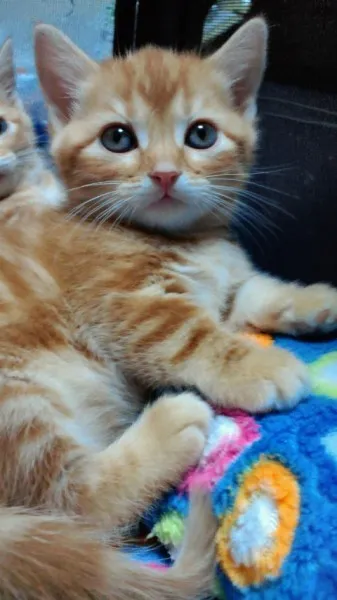 Na 様のお迎えした子猫