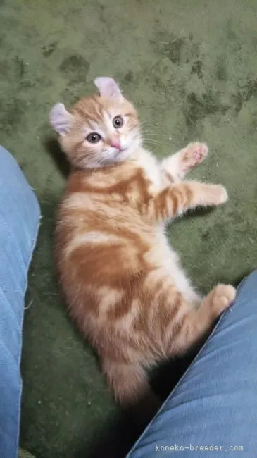 ID：2104-00601の子猫