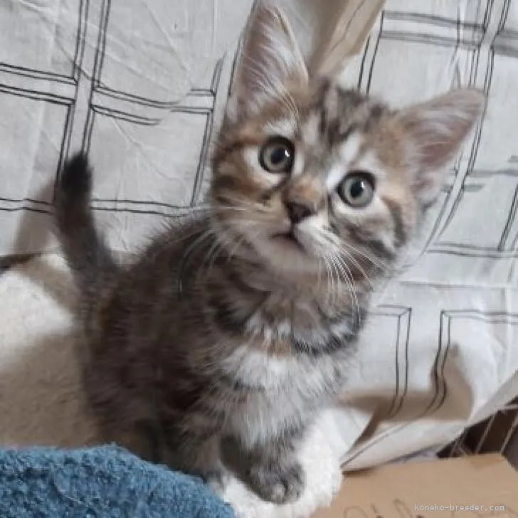 アジジ 様のお迎えした子猫