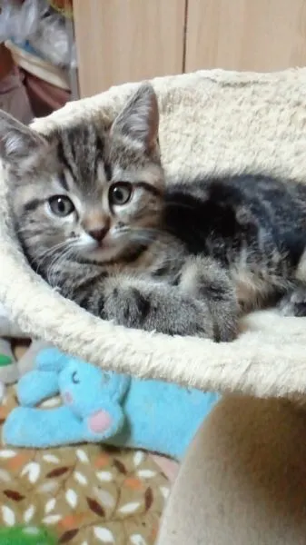 ID：1505-00321の子猫