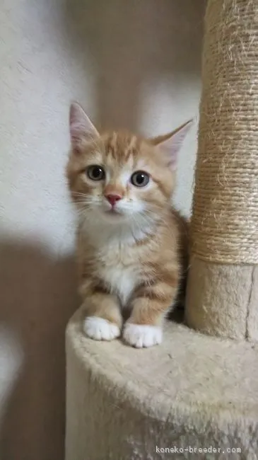 ID：2008-00593の子猫