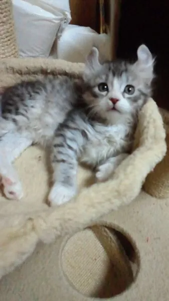 ID：1501-00275の子猫