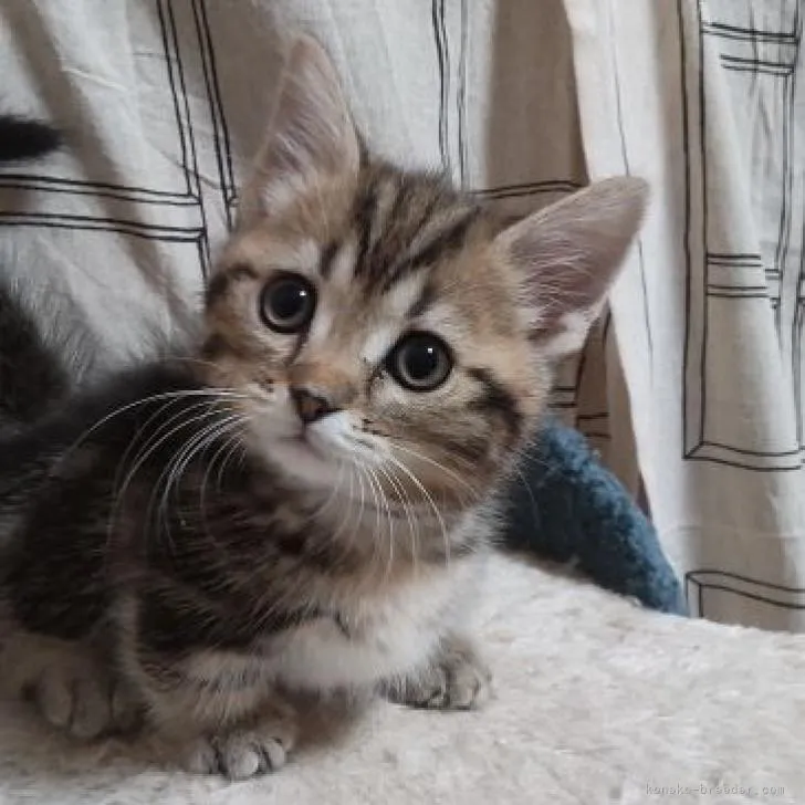 ID：2210-00559の子猫