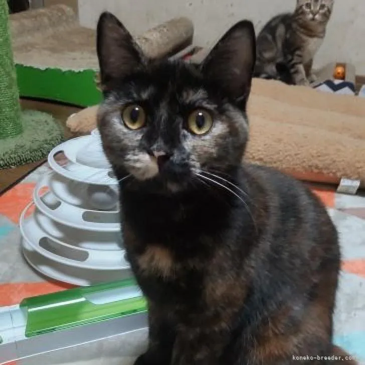 ID：2206-01659の子猫