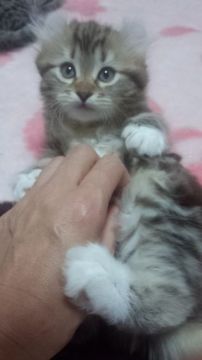 アメリカンカール×マンチカン(キンカロー)【神奈川県・女の子・2016年9月17日・ブラウンタビー&ホワイト（長毛・ロングヘアー）】の写真「お耳がカールした、おっとりした天然娘です。」