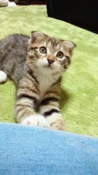 アメリカンカール【神奈川県・男の子・2015年2月10日・ブラウンマッカレルタビー&ホワイト（短毛（ショートヘアーです。））】の写真「ちょっとあり得ないカール君です。」