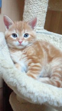 マンチカン【神奈川県・男の子・2015年3月18日・レッドクラシックタビー&ホワイト（短毛・ショートヘアーです。）】の写真「典型的な「男の子」です（長足）。笑」