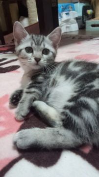 キンカロー(アメリカンカール×マンチカン)【神奈川県・男の子・2016年5月17日・シルバークラシックタビー（短毛・ショートヘアー）】の写真「見た目は、短足のマンチカンそのものです！」