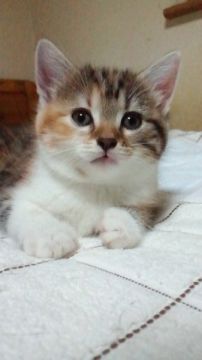 マンチカン【神奈川県・女の子・2015年8月2日・シルバーパッチドタビー&ホワイト（短毛・ショートヘアー）】の写真「ごはんタイムが大好きな女の子です！」