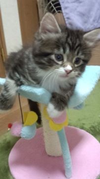 アメリカンカール×マンチカン(キンカロー)【神奈川県・女の子・2016年9月17日・ブラウンタビー&ホワイト（長毛・ロングヘアーです。）】の写真「お膝に乗るのが大好きすぎる子です！」