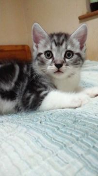 マンチカン【神奈川県・男の子・2015年8月2日・シルバークラシックタビー&ホワイト（短毛・ショートヘアー）】の写真「おっとり過ぎる長足くんです。」