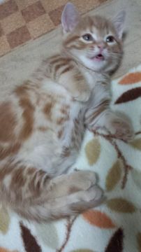 マンチカン【神奈川県・男の子・2015年12月9日・レッドクラシックタビー（短毛・ショートヘアー）】の写真「マイペースなおっとりした短足君です。」