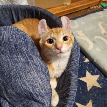 アメリカンカール【神奈川県・男の子・2024年4月3日・レッドタビー（ショートヘアー・短毛）】の写真「甘えん坊なのに、甘えベタな子です、、」