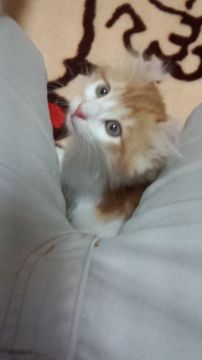 アメリカンカール【神奈川県・男の子・2016年5月17日・レッドタビー&ホワイト（長毛・ロングヘアー）】の写真「人にかまってもらうのが大好きな子です。」