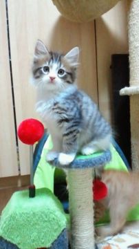 アメリカンカール【神奈川県・女の子・2015年8月11日・シルバーマッカレルタビー&ホワイト（短毛（セミロング程度です。））】の写真「甘えん坊とやんちゃ娘の二面性があります！」