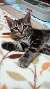 マンチカン【神奈川県・男の子・2015年7月20日・ブラウンクラシックタビー（短毛・ショートヘアー）】の写真「写真写りが悪い子です・・カメラが怖い？？」