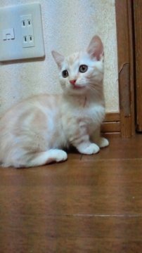 マンチカン【神奈川県・女の子・2013年8月10日・クリームクラシックタビー（ショートヘアー・短毛種）】の写真「呼ぶと走ってくる・・　日々、成長感じます。」