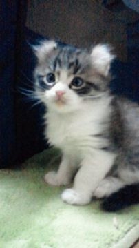 アメリカンカール【神奈川県・男の子・2015年2月10日・シルバータビー&ホワイト（長毛（ロングヘアーです。））】の写真「本当に異常なくらいのくっつき虫くんです！！」