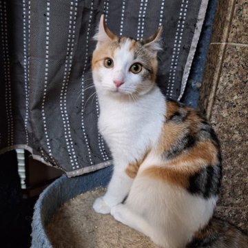 キンカロー【神奈川県・女の子・2023年10月25日・キャリコ (三毛)（ショートヘアー・短毛）】の写真「本当は甘えたいのに・・・」