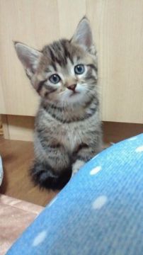 マンチカン【神奈川県・男の子・2015年4月15日・ブラウンマッカレルタビー（ショートヘアー・短毛）】の写真「とにかく好奇心旺盛な長足くんです。」