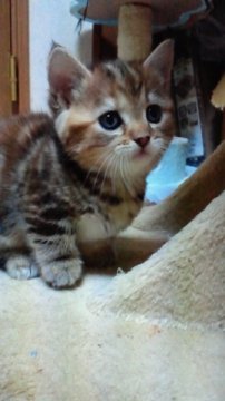 マンチカン【神奈川県・女の子・2013年11月21日・ブラウンクラシックタビー（ショートヘアー・短毛です。）】の写真「お膝が大好きな女の子です。」