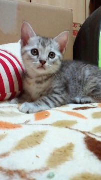 マンチカン【神奈川県・女の子・2015年7月20日・シルバーパッチドタビー（短毛（ショートヘアー））】の写真「「わが道をゆく・・」そんな子です、苦笑。」