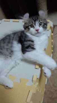 アメリカンカール【神奈川県・男の子・2015年8月11日・シルバーマッカレルタビー&ホワイト（短毛（セミロングっぽいです））】の写真「同居しやすい穏やかな子に育っています。」