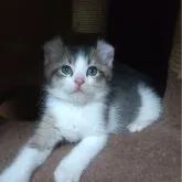 キンカロー【神奈川県・男の子・2023年6月6日・ブラウンタビー&ホワイト】の写真1「お耳がカールしたおっとり君です。写真写りはあまり良い子ではありません、残念です。」