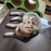 キンカロー【神奈川県・男の子・2023年6月24日・ブラウンタビー】の写真2「人との意志疎通がある程度出来ます。」