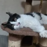 キンカロー【神奈川県・男の子・2023年6月6日・ブラック&ホワイト】の写真2「断言します！甘えん坊キングです！」