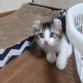 キンカロー【神奈川県・男の子・2023年6月6日・ブラウンタビー&ホワイト】の写真2「突然の雷に固まりました、、苦笑。」