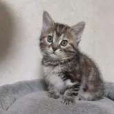 マンチカン(長足)【神奈川県・女の子・2022年8月4日・ブラウンクラシックタビー】の写真3「長足ちゃんですが、短めですから中足くらいです。お写真でわかるかな、、？」