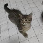 アメリカンカール✕マンチカン【神奈川県・男の子・2022年3月31日・ブラウンタビー】の写真5「いつも穏やかで、おっとりさん。」